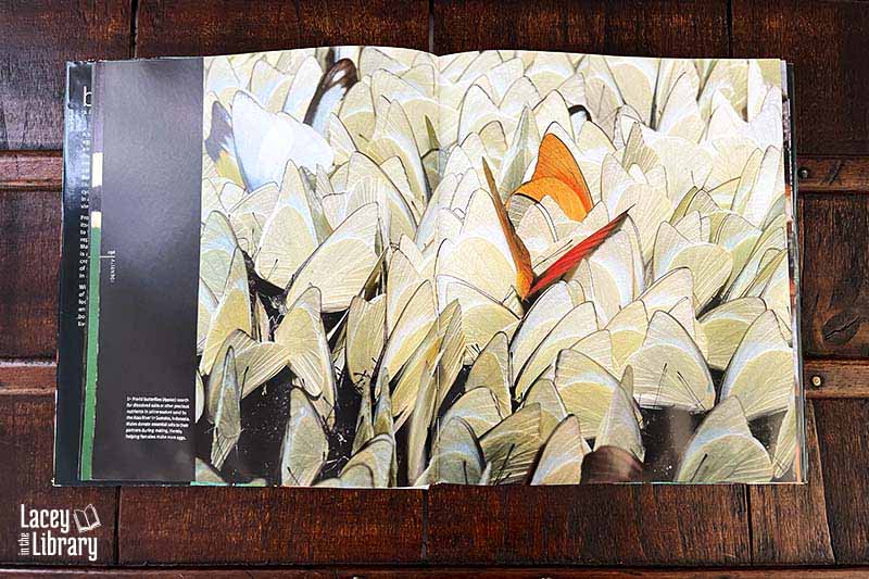 A book displaying a butterfly image on its open pages, lying flat on a surface.