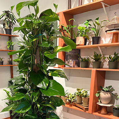 Room of a nursery full of plants
