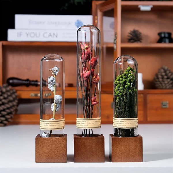 3 dried botanicals in cloches against a bookshelf backdrop