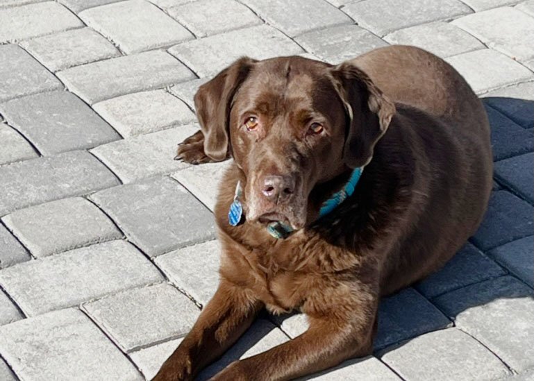 My dog, Lady Money Penny